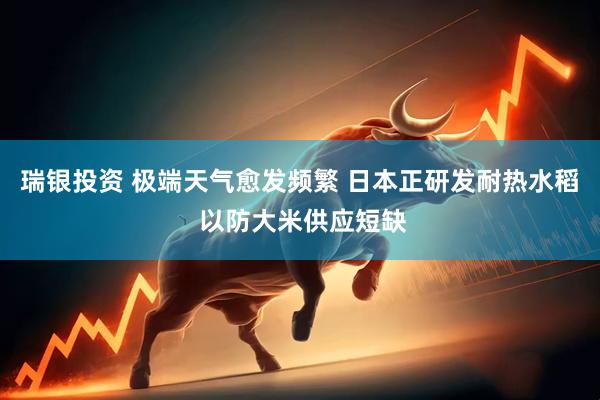 瑞银投资 极端天气愈发频繁 日本正研发耐热水稻 以防大米供应短缺